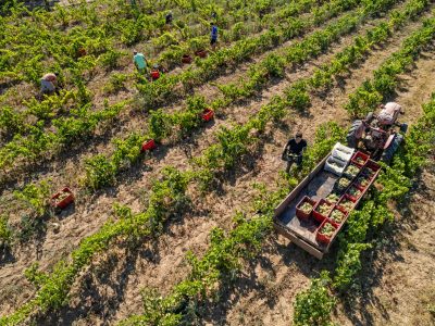 drone view photo of a tractor in a vineyard field with people working