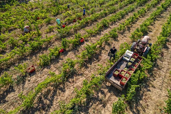 drone view photo of a tractor in a vineyard field with people working